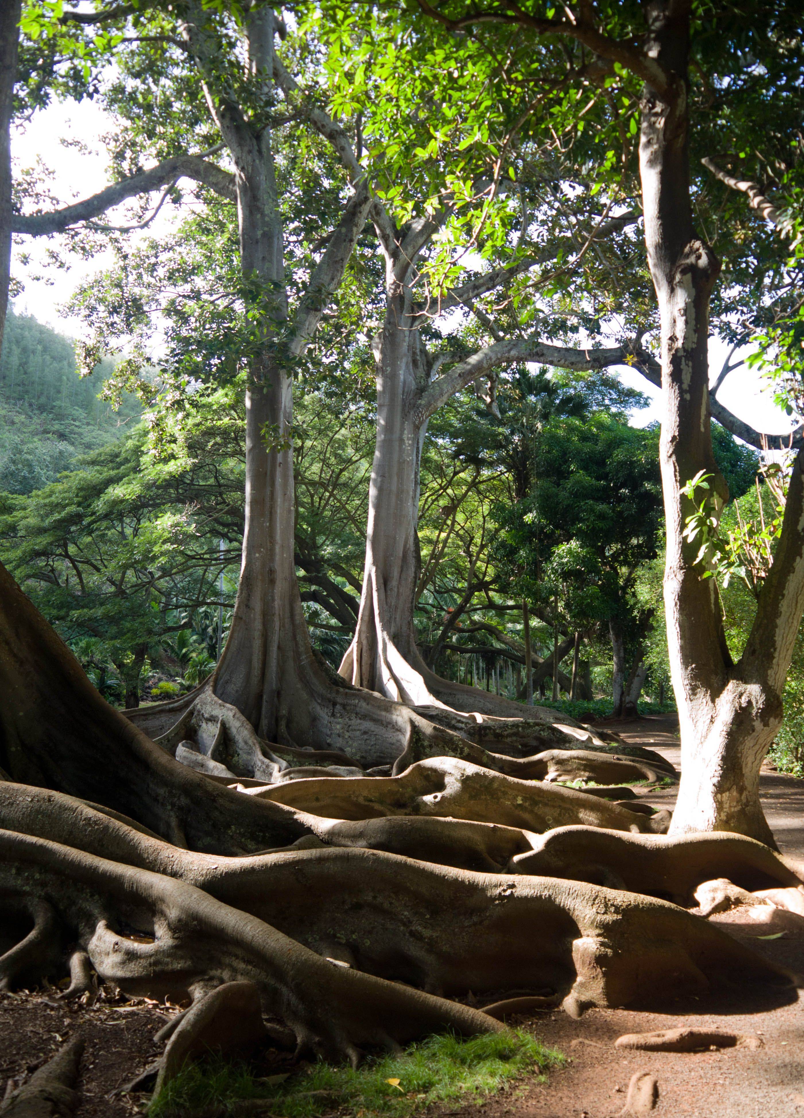Honolulu Botanical Gardens Review