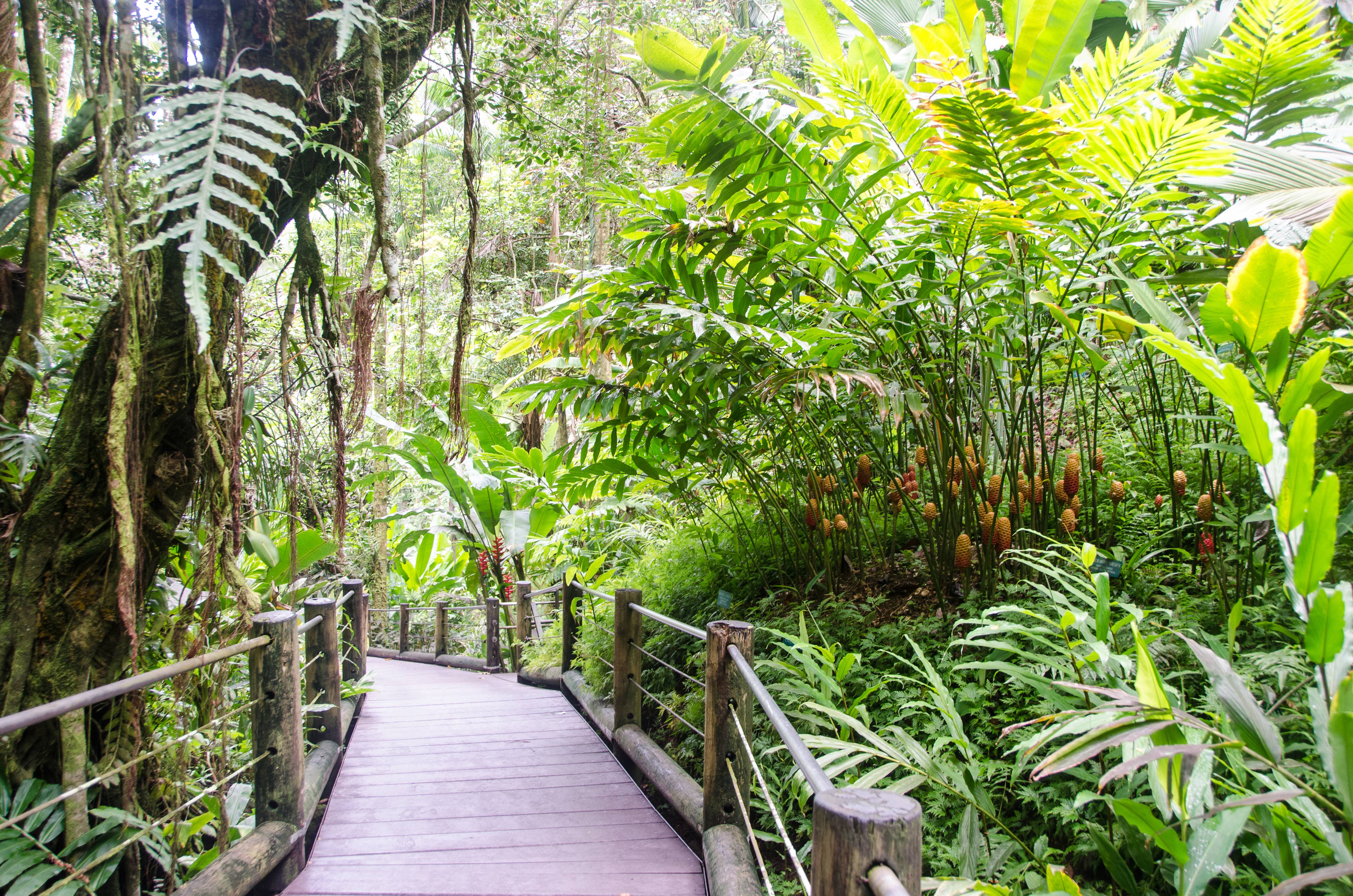 Honolulu Botanical Gardens Review