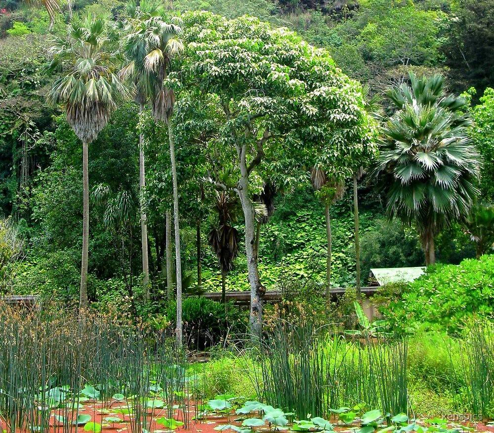 Tropical Garden Ideas