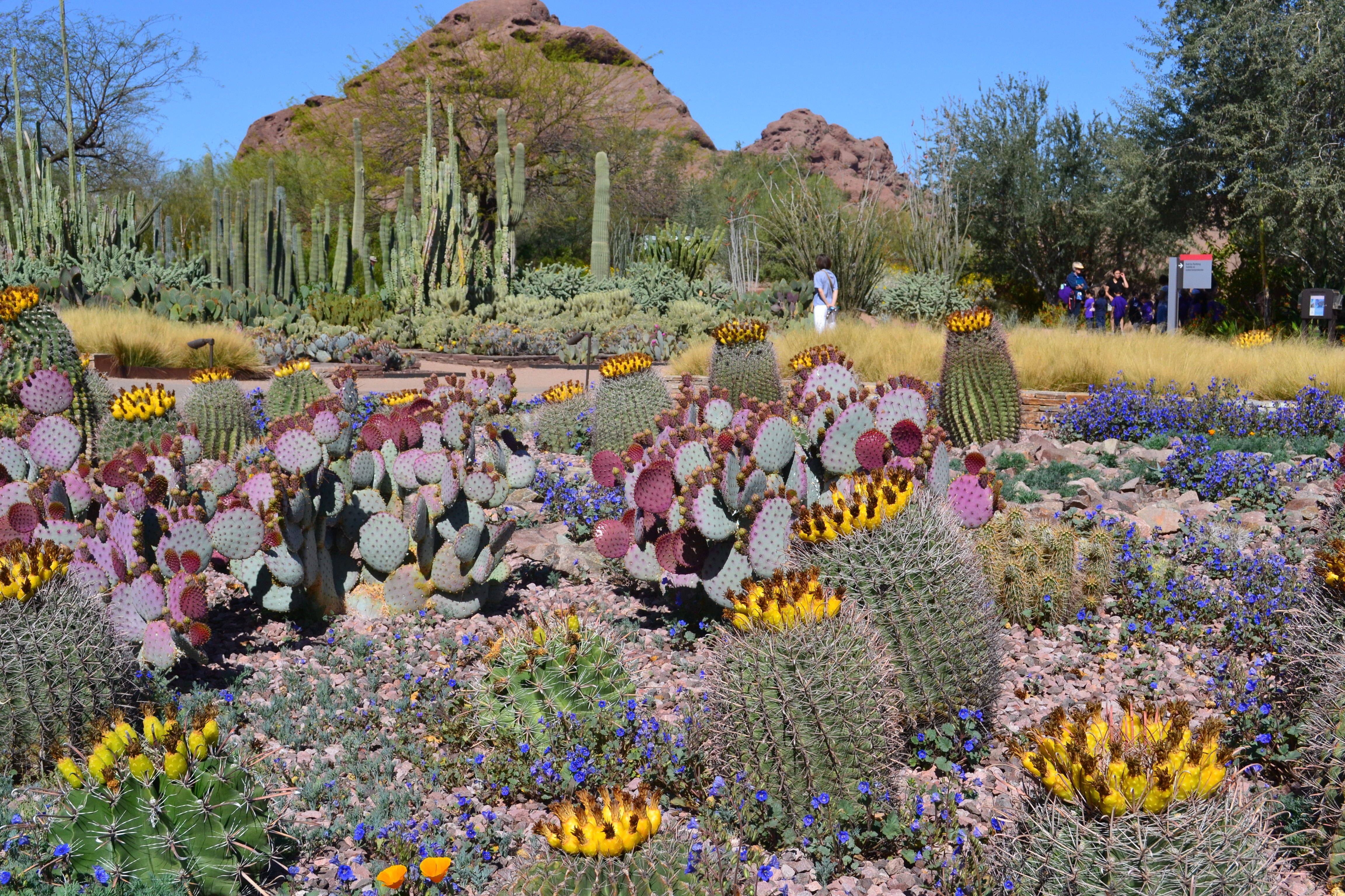 Desert Botanic Gardens