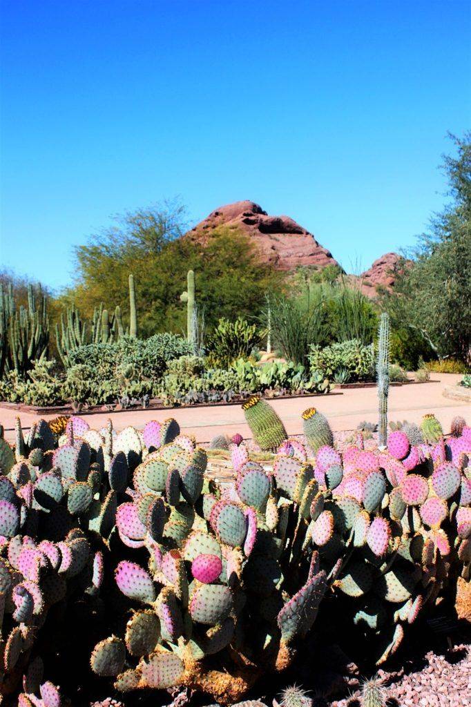 Drought Tolerant Plant Ideas