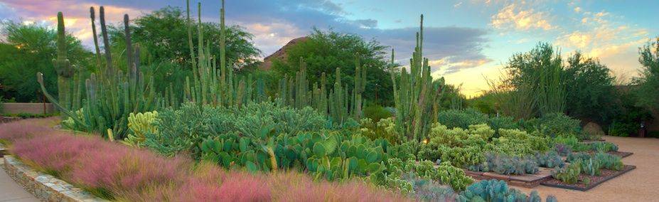 Imagenes Del Jardn Botnico Del Desierto De Phoenix