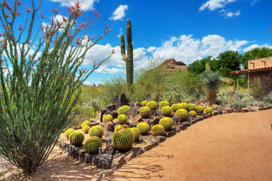 Phoenix Botanical Gardens Photograph