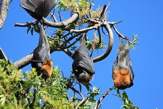Sydney Botanical Gardens Fruit Bats