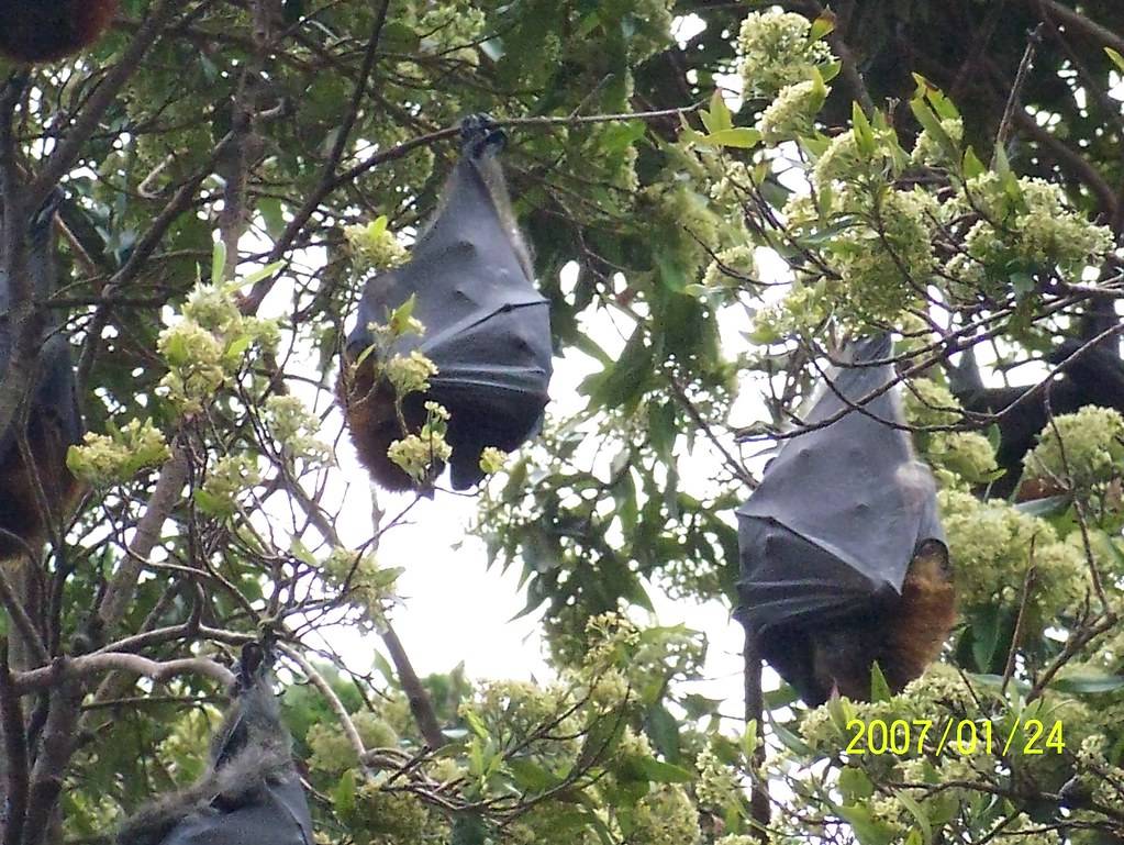 Sydneys Botanical Gardens