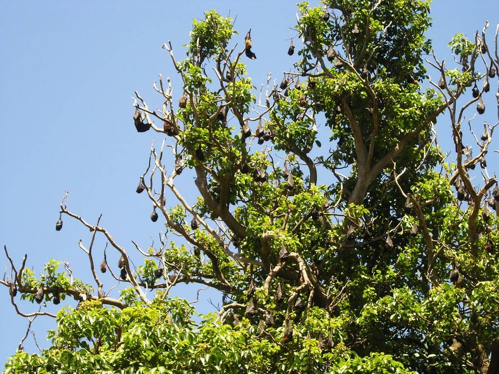 Botanical Gardens Sydney