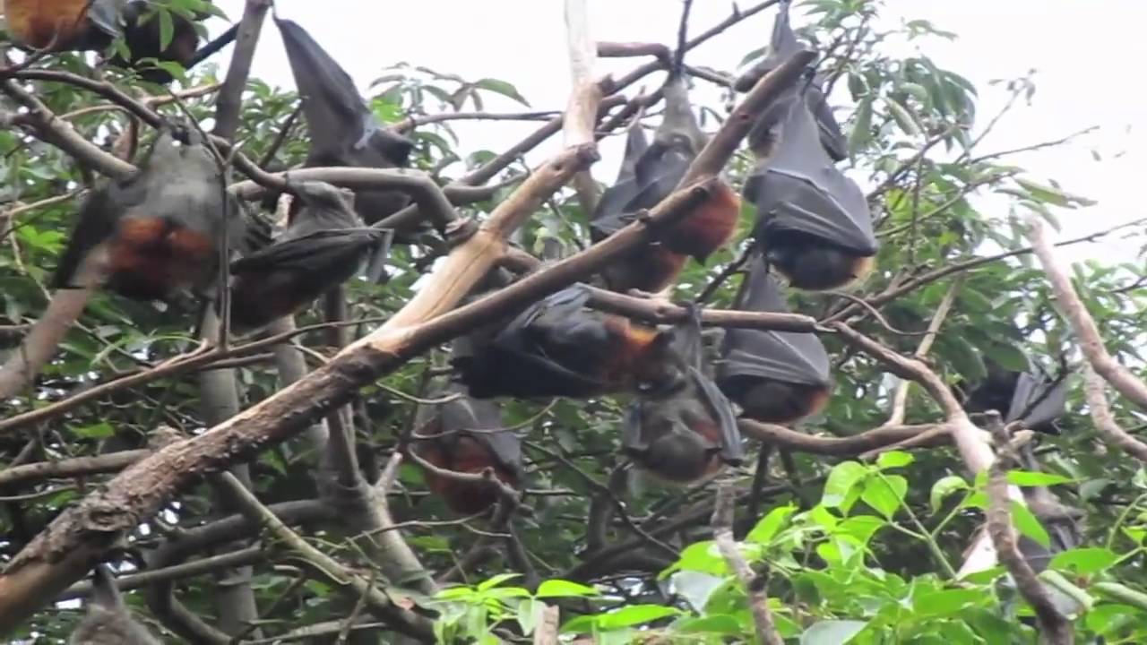 Sydney Botanical Gardens Fox Bat