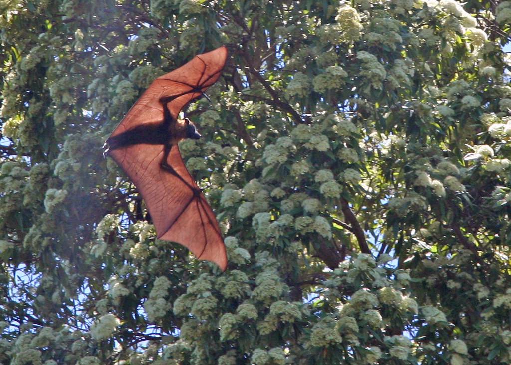 Fox Royal Botanic Garden Sydney