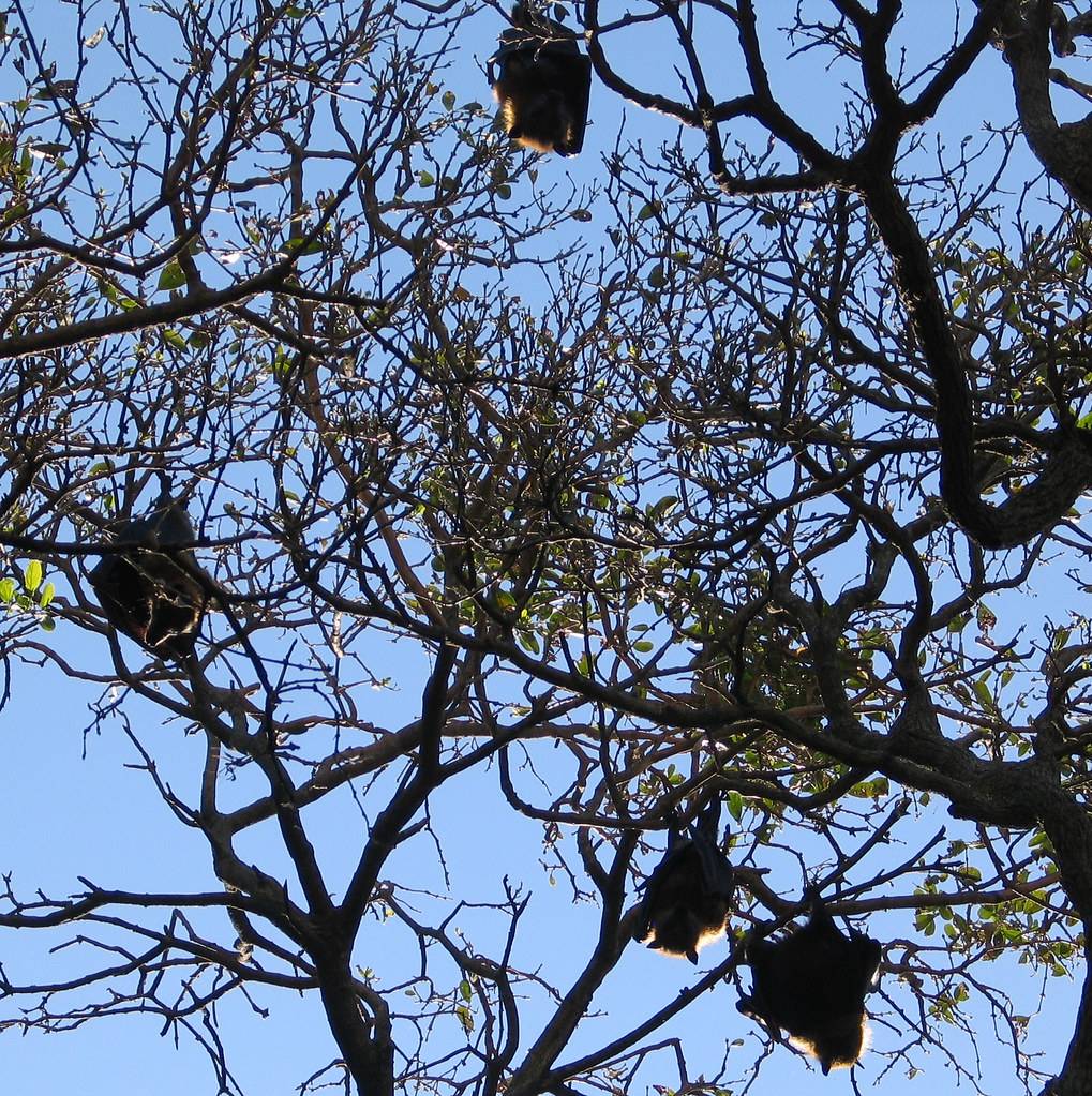 Sydneys Royal Botanic Gardens Robdownunder