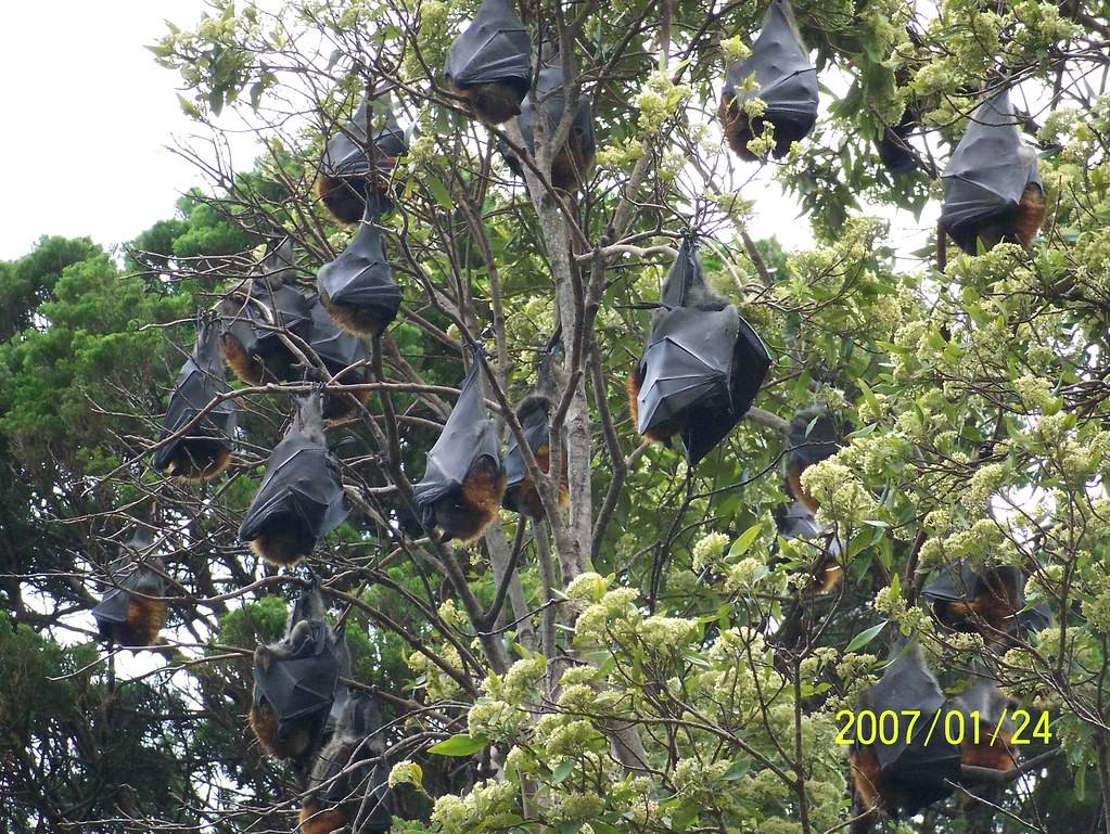 The Royal Botanical Gardens Sydney