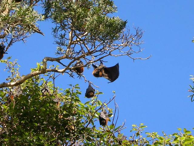 Greyheaded Flying Foxes