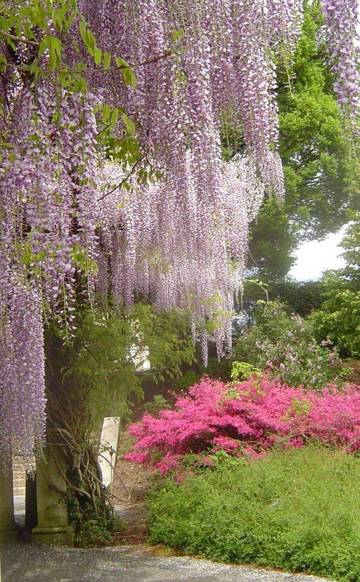 The Asheville Botanical Gardens