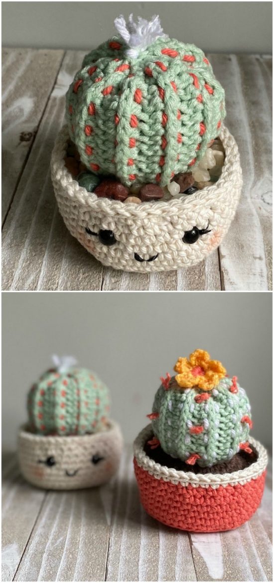 Different Succulents