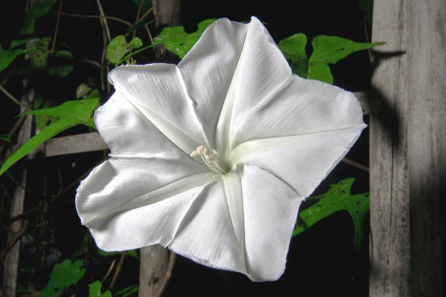 Beautiful Night Blooming Flowers Bob Vila