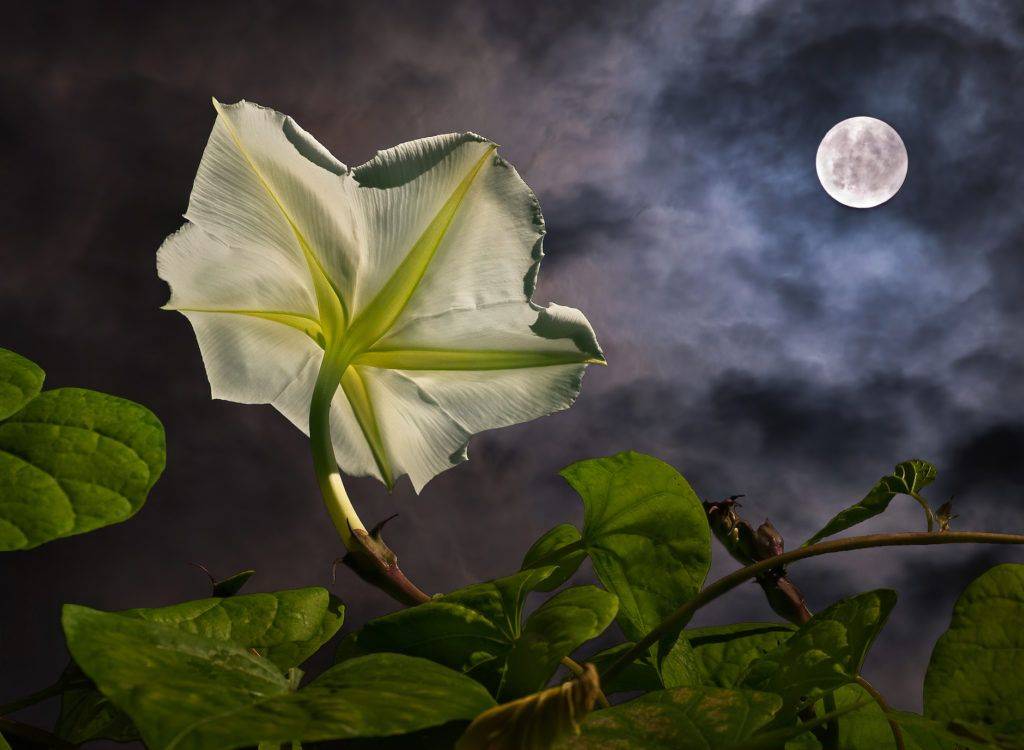 Fragrant Nightblooming Flowers
