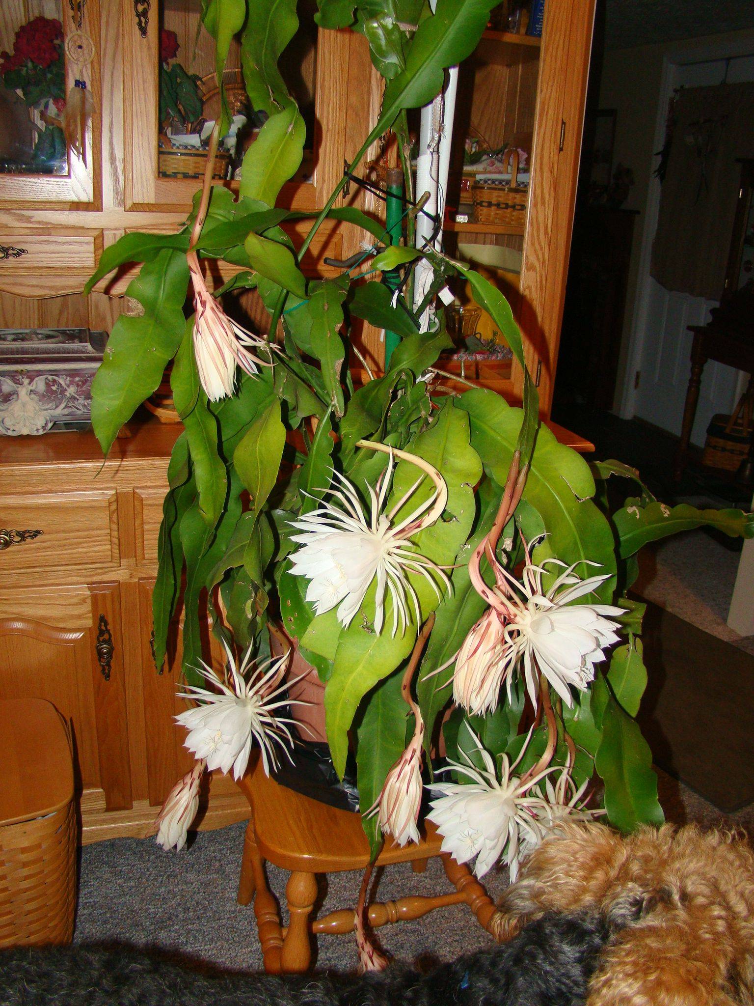 Fragrant Nightblooming Flowers