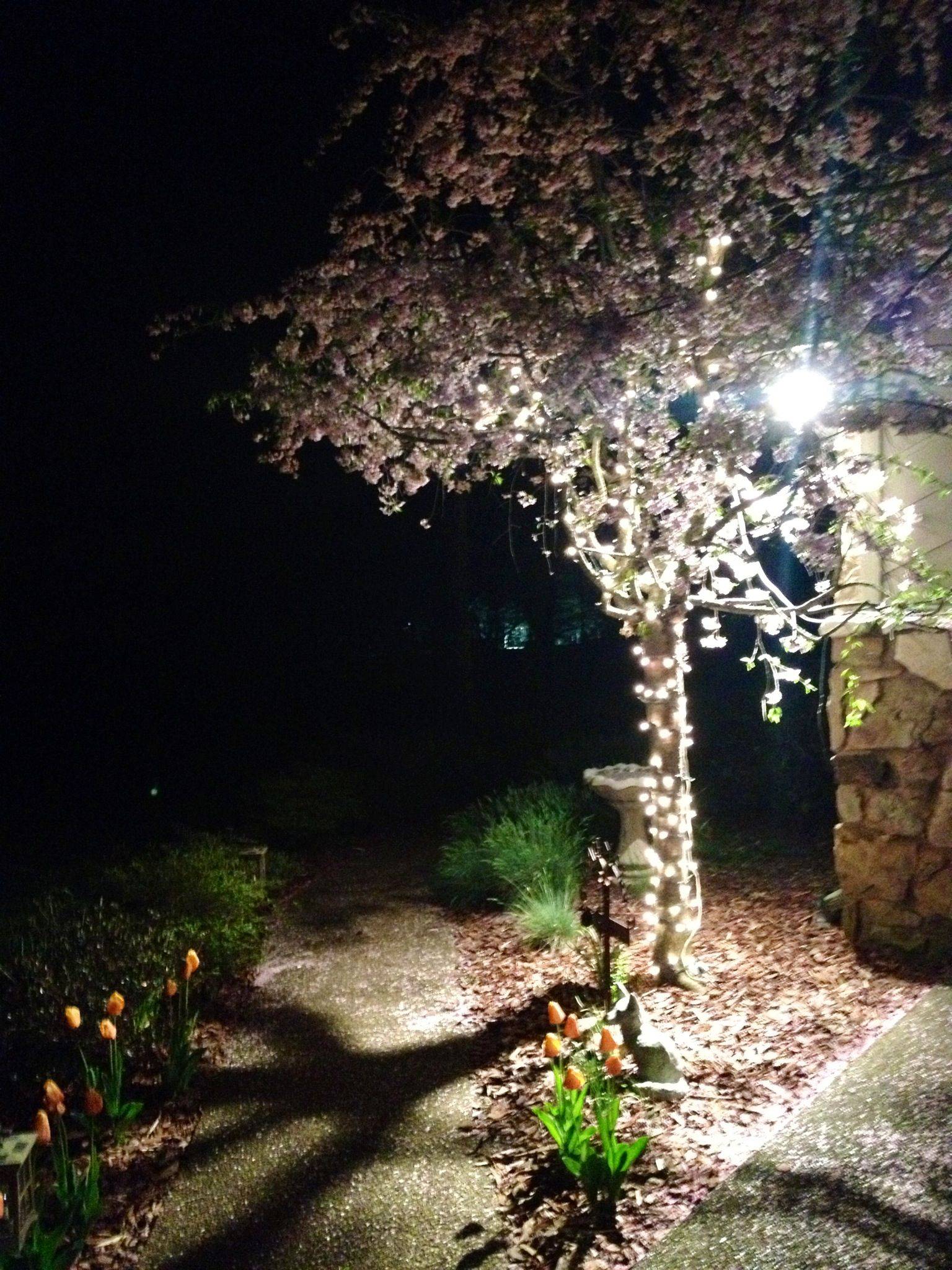 Fragrant Nightblooming Flowers