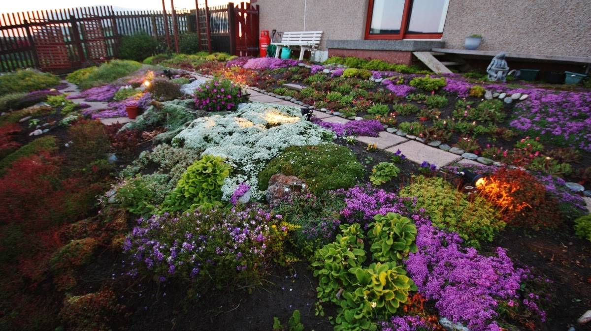Night Blooming Flowers