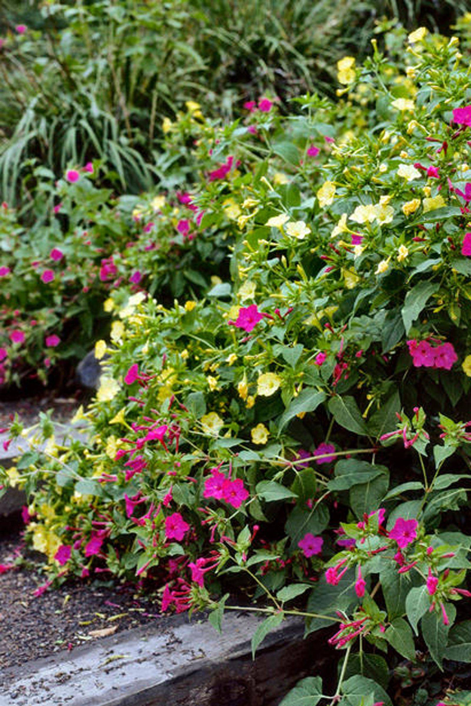 Night Blooming Flowers