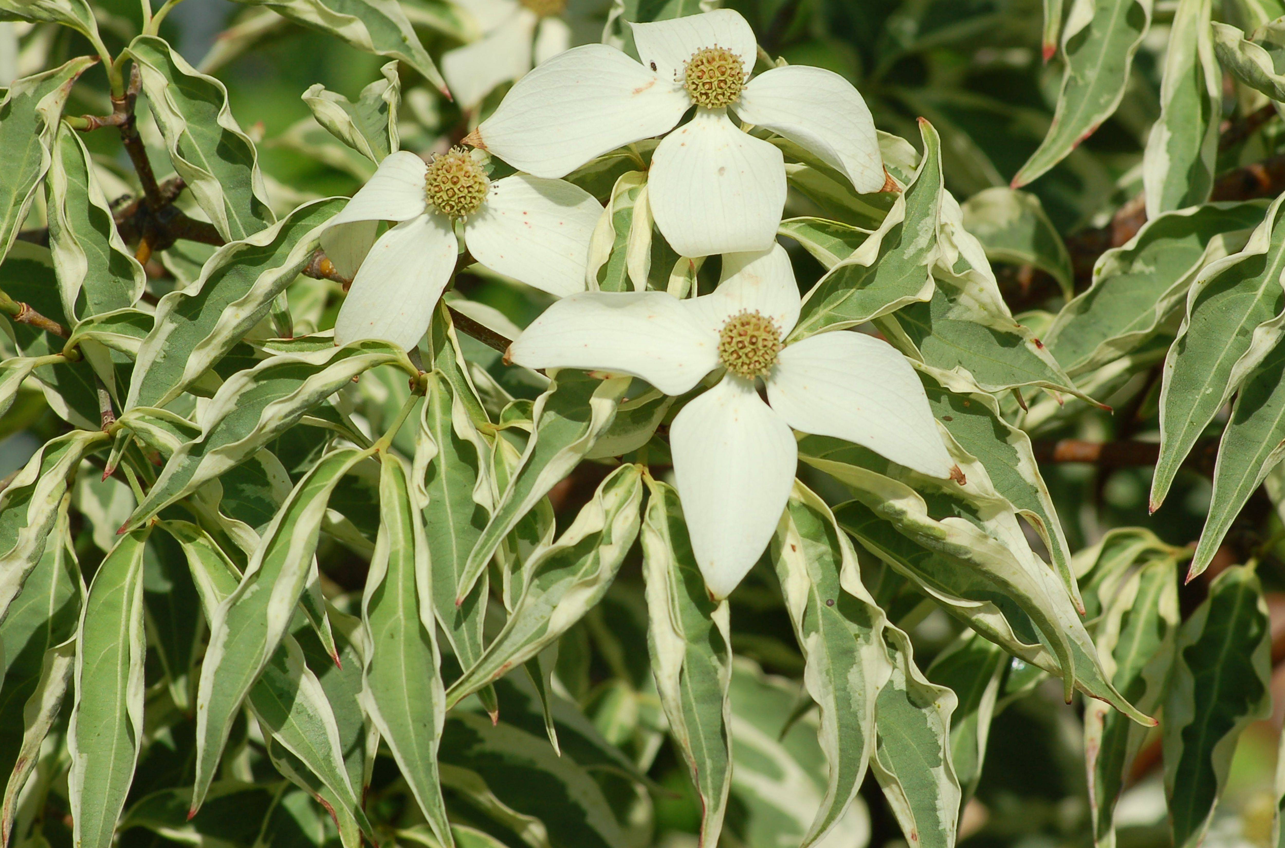 Night Blooming Plants