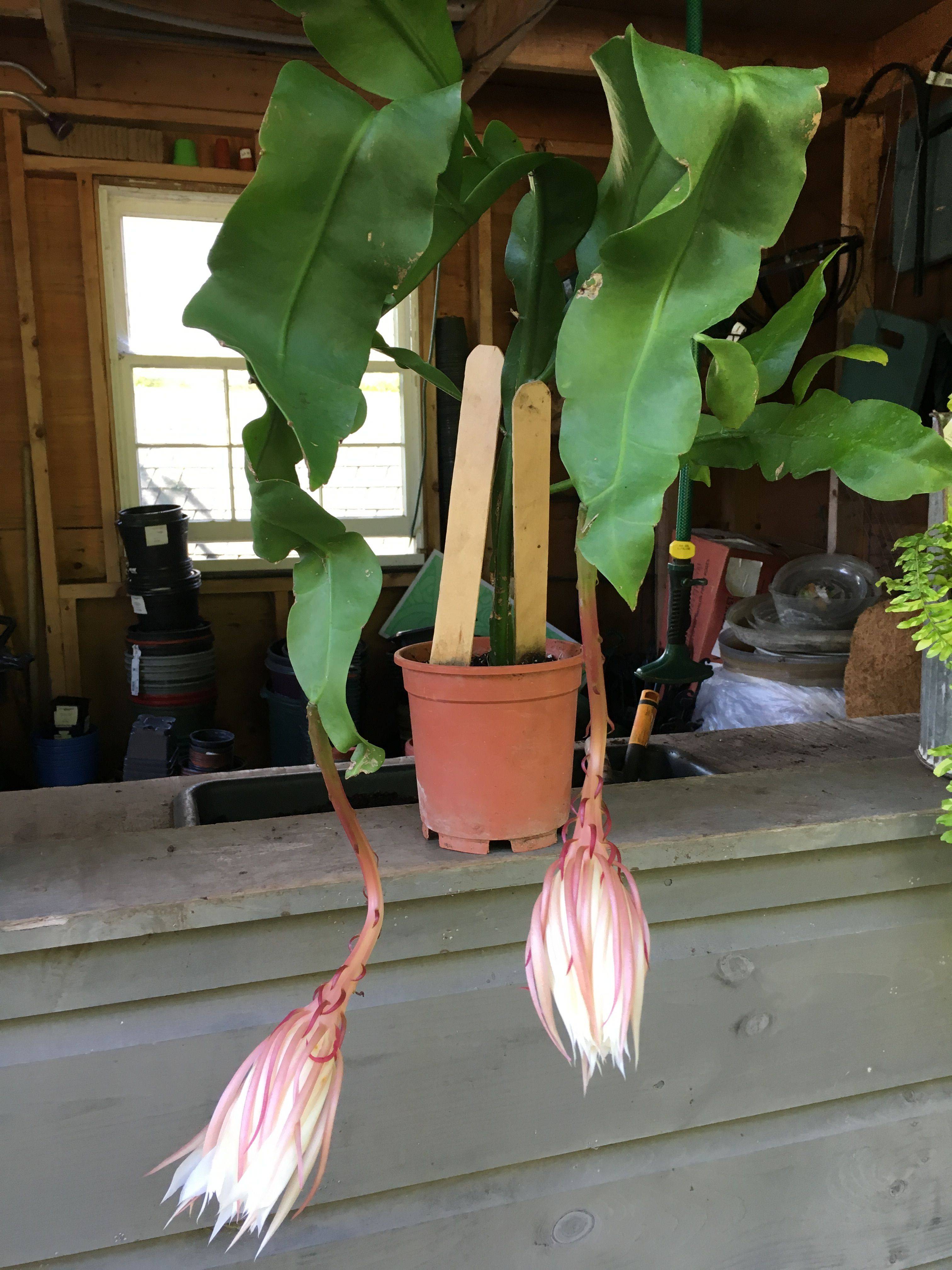 Night Blooming Plants