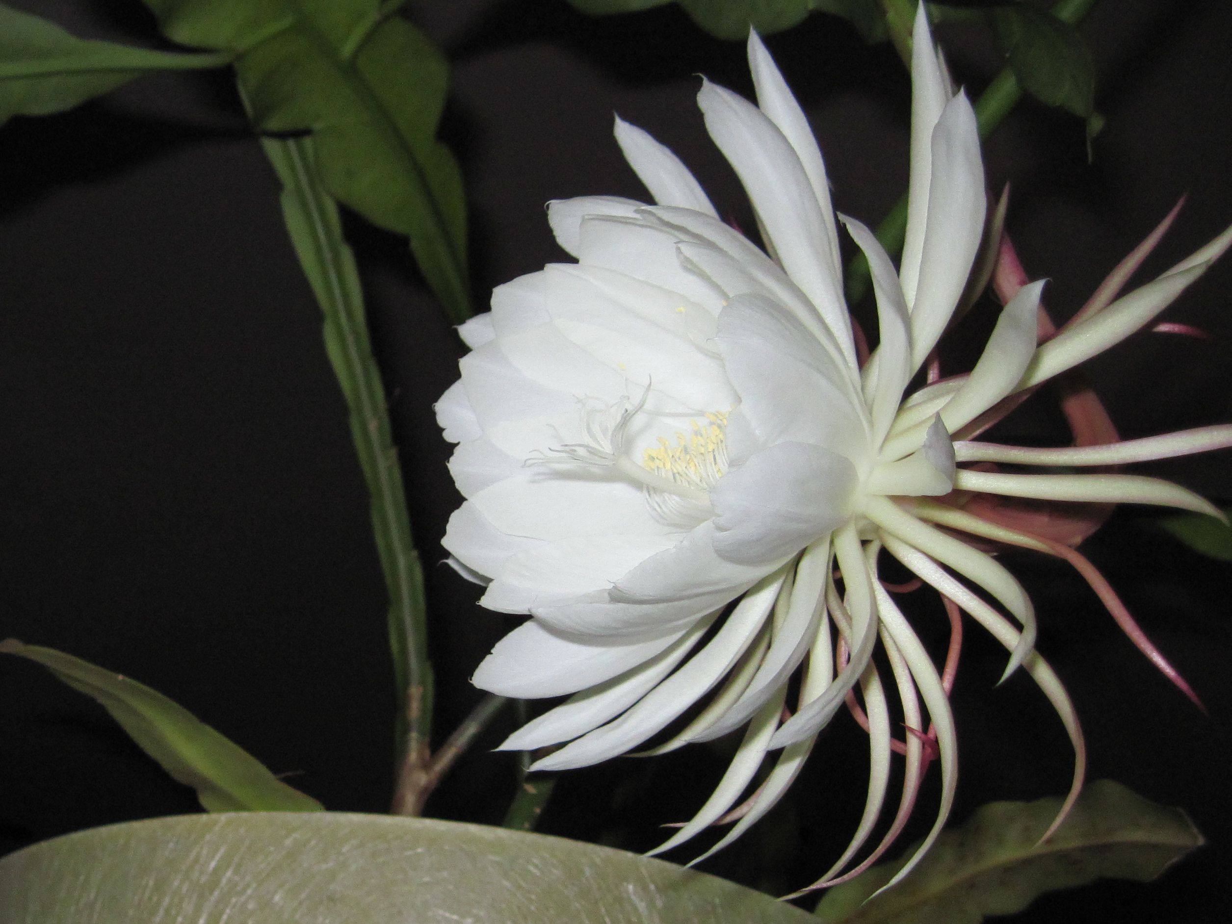 Night Blooming Plants