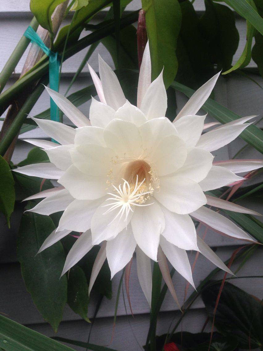 Tropical Nightblooming Water Lily Nymphaea Emily Grant Hutchings