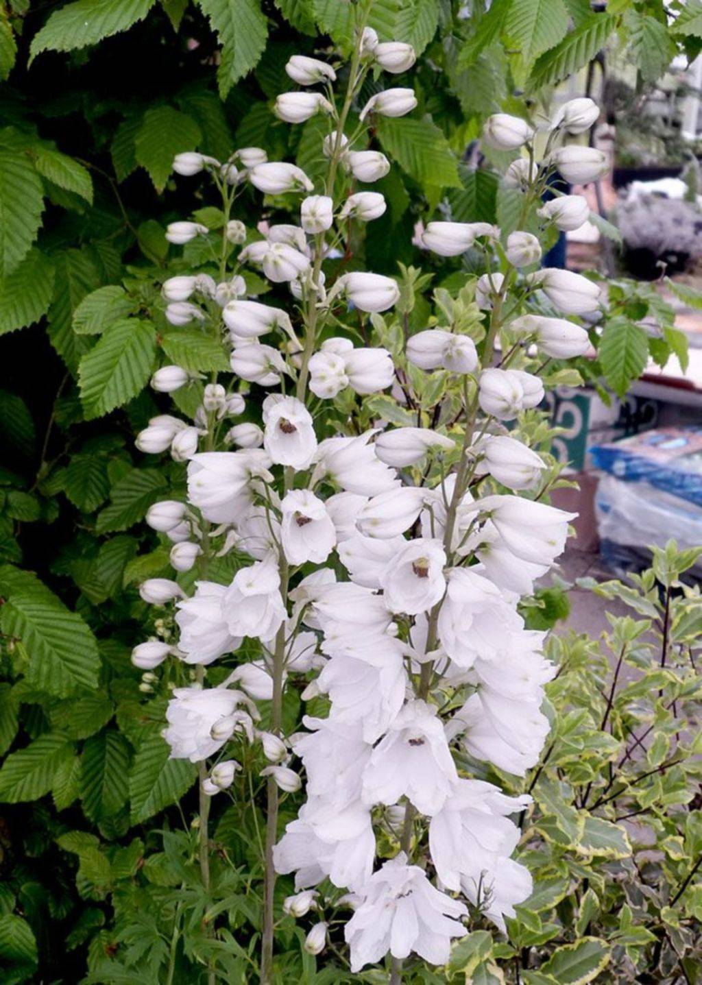 Awesome White Garden Ideas