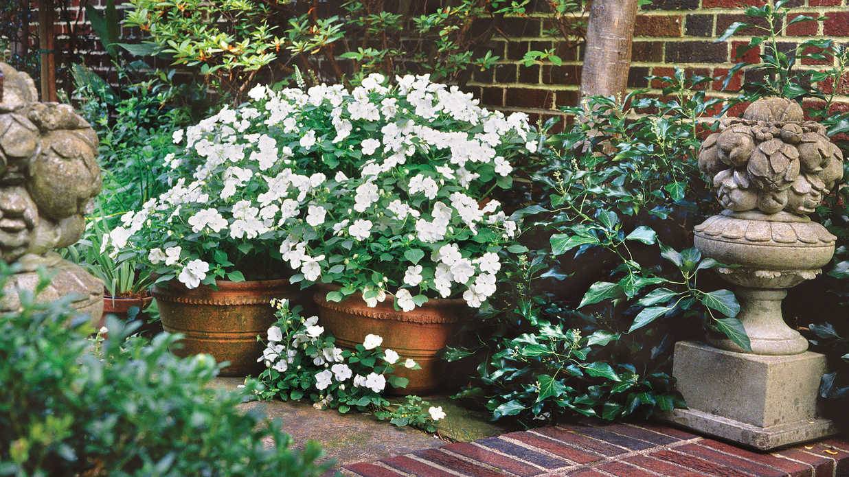 Petersham Nurseries