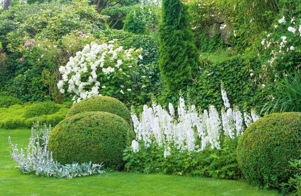 Creamy White Flowers