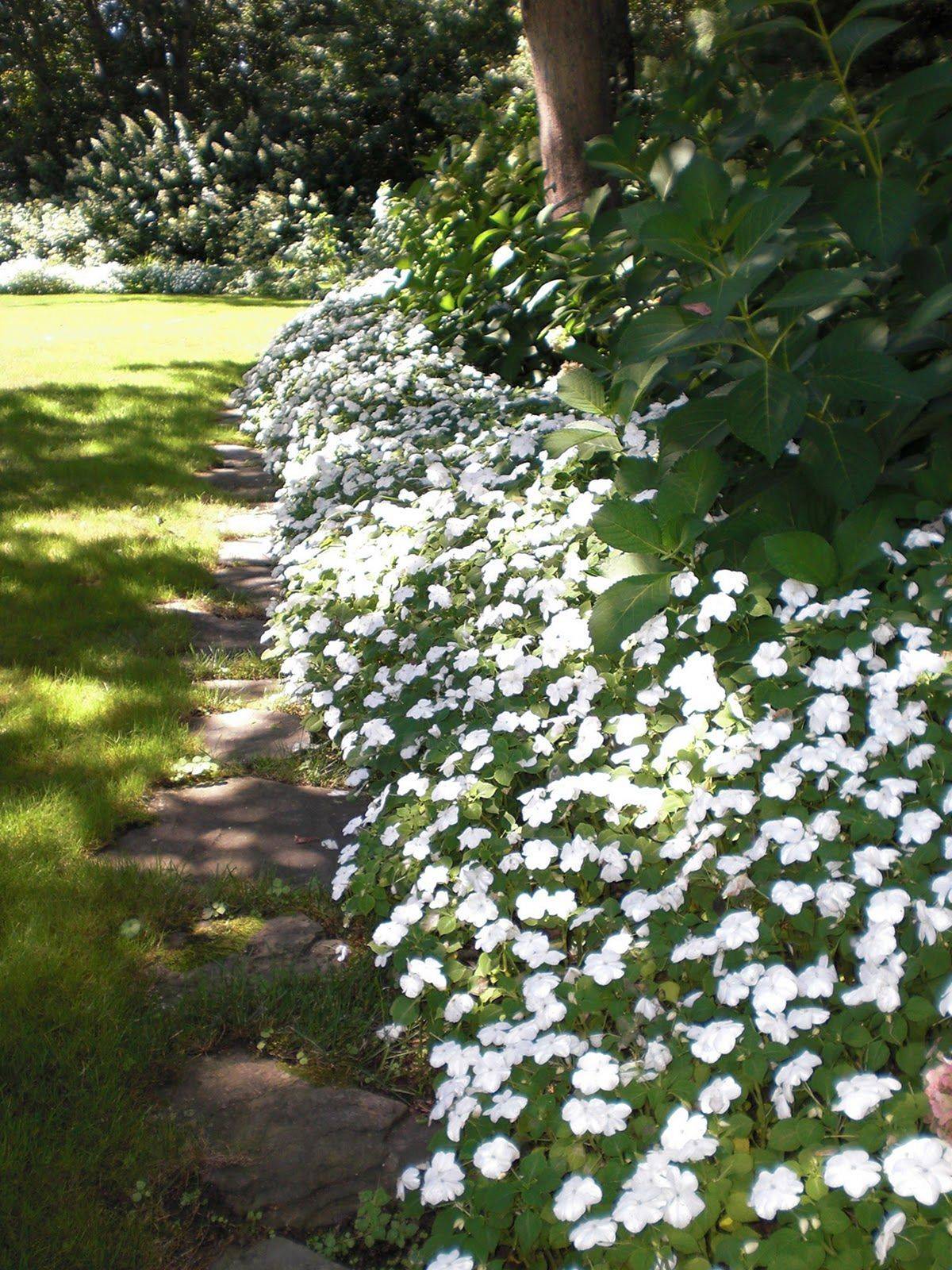 White Garden White Plant Ideas