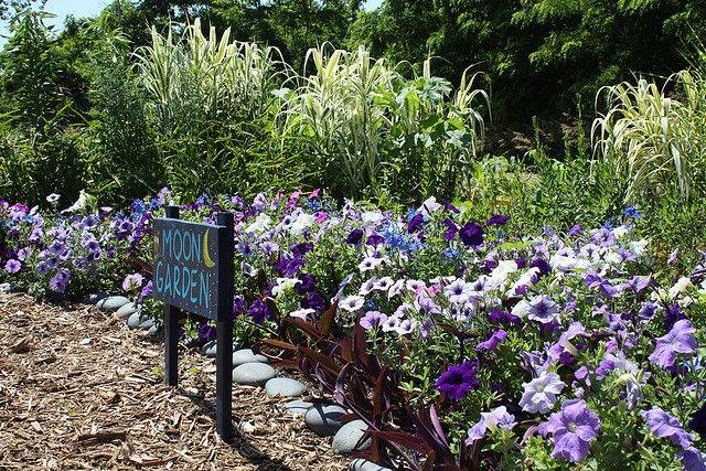 My Moon Garden Moon Garden