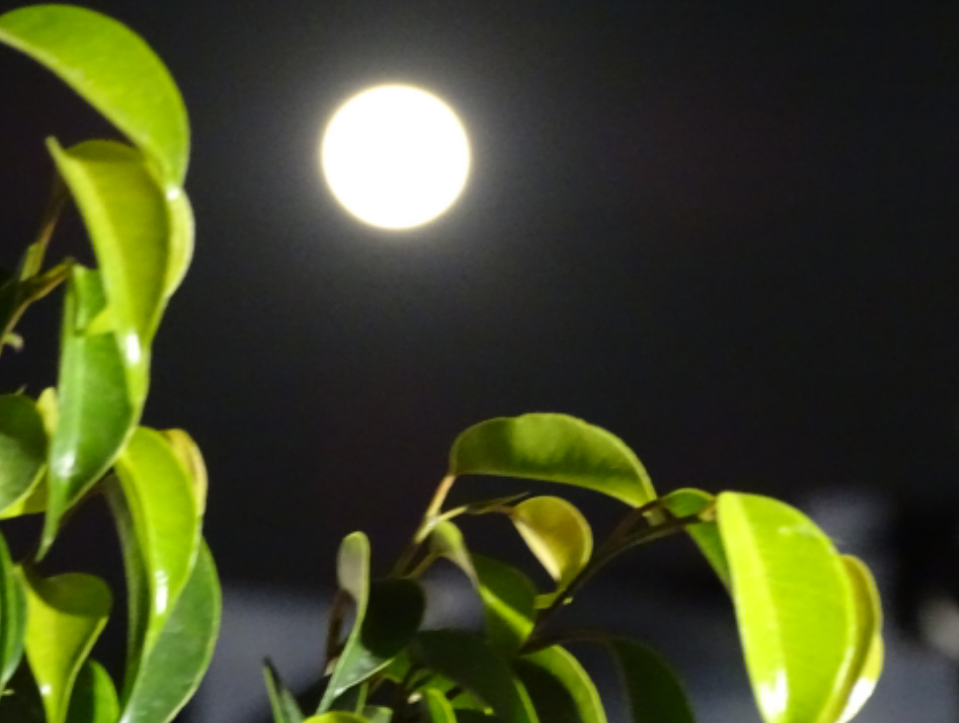 Twig Moon Gate Sweet And Whimsical Miniature Fairy Garden Ideas