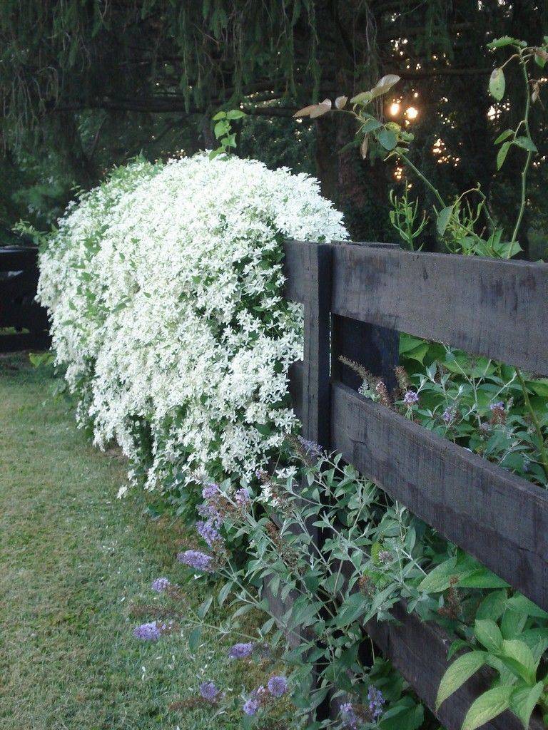 Beautiful Moon Garden
