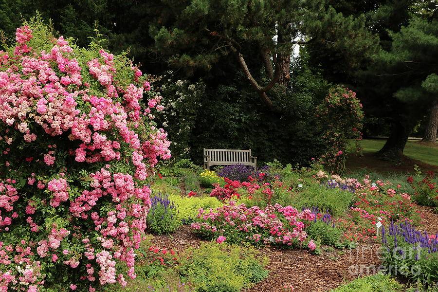 The Rose Garden Arts