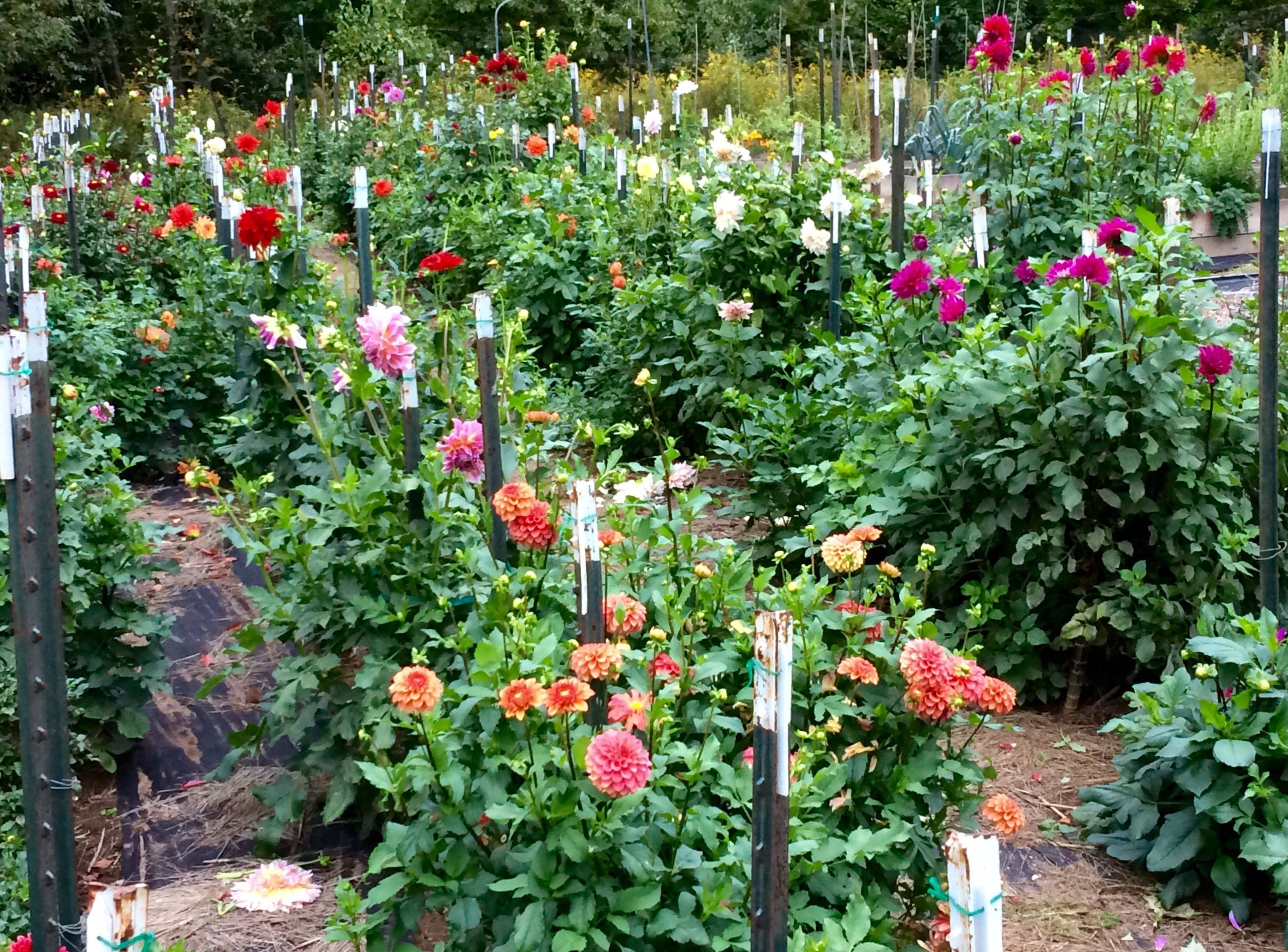 A Cutting Garden