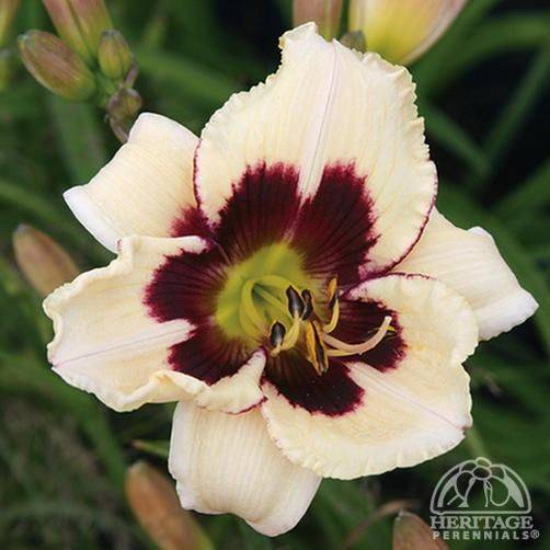 A Dreamy Moon Garden Moon Garden