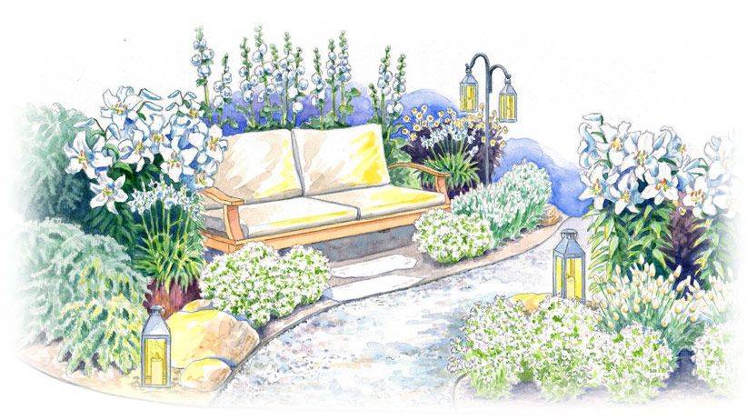 Hemerocallis Moonlit Caress