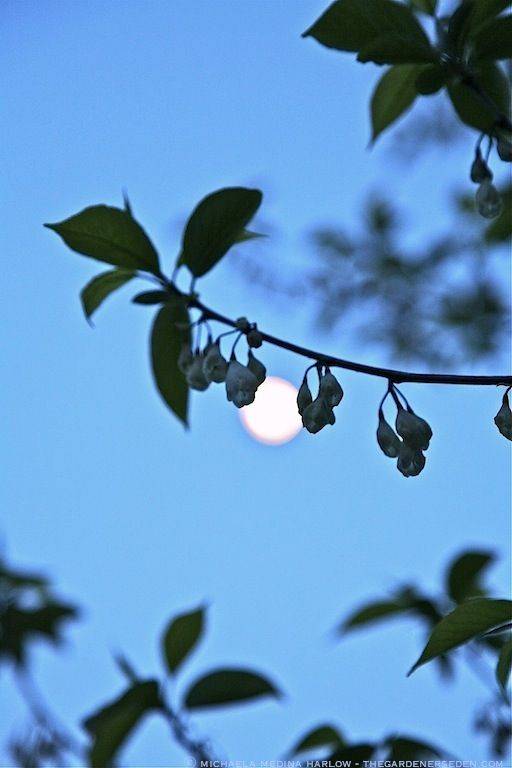 Fairy Tale Garden Garden Theme Wedding