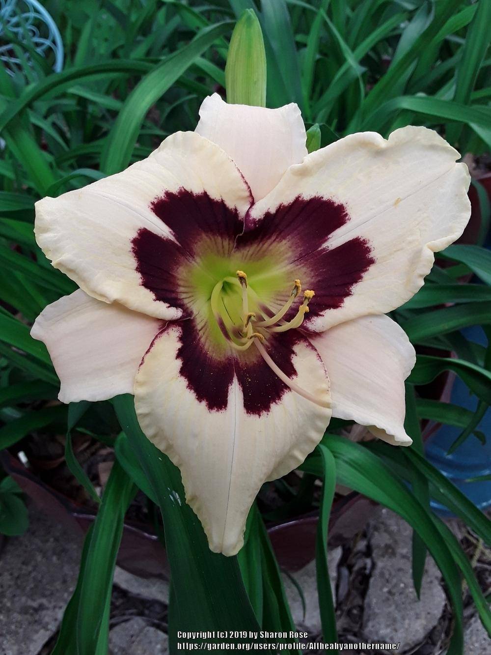 Moon Garden Ideas Maine Garden Ideas