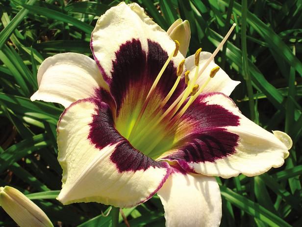 New Arrivals Fragrant Moonlight Garden Collection Moon Garden