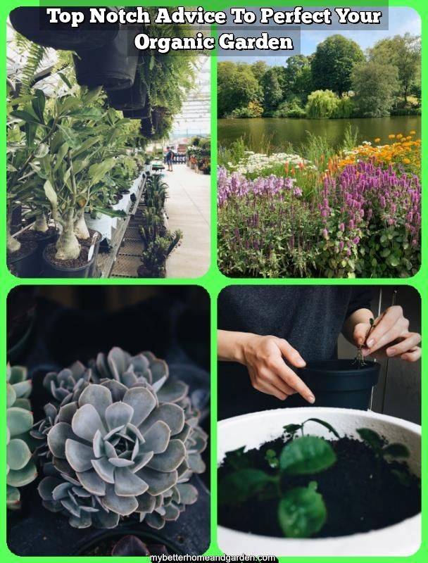 Container Planting Ideas