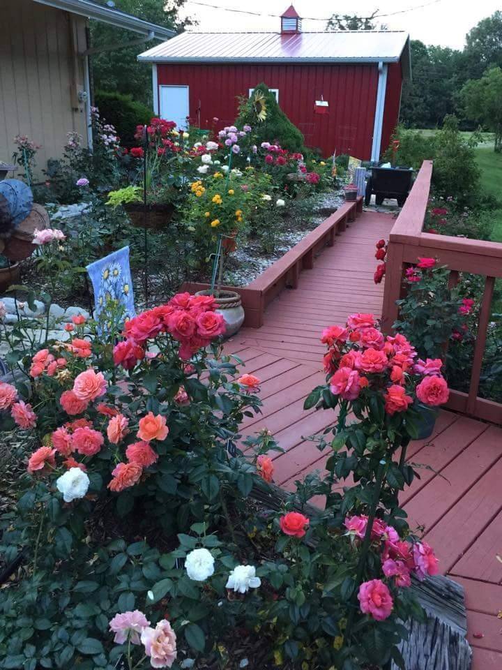 Contemporary Gardens