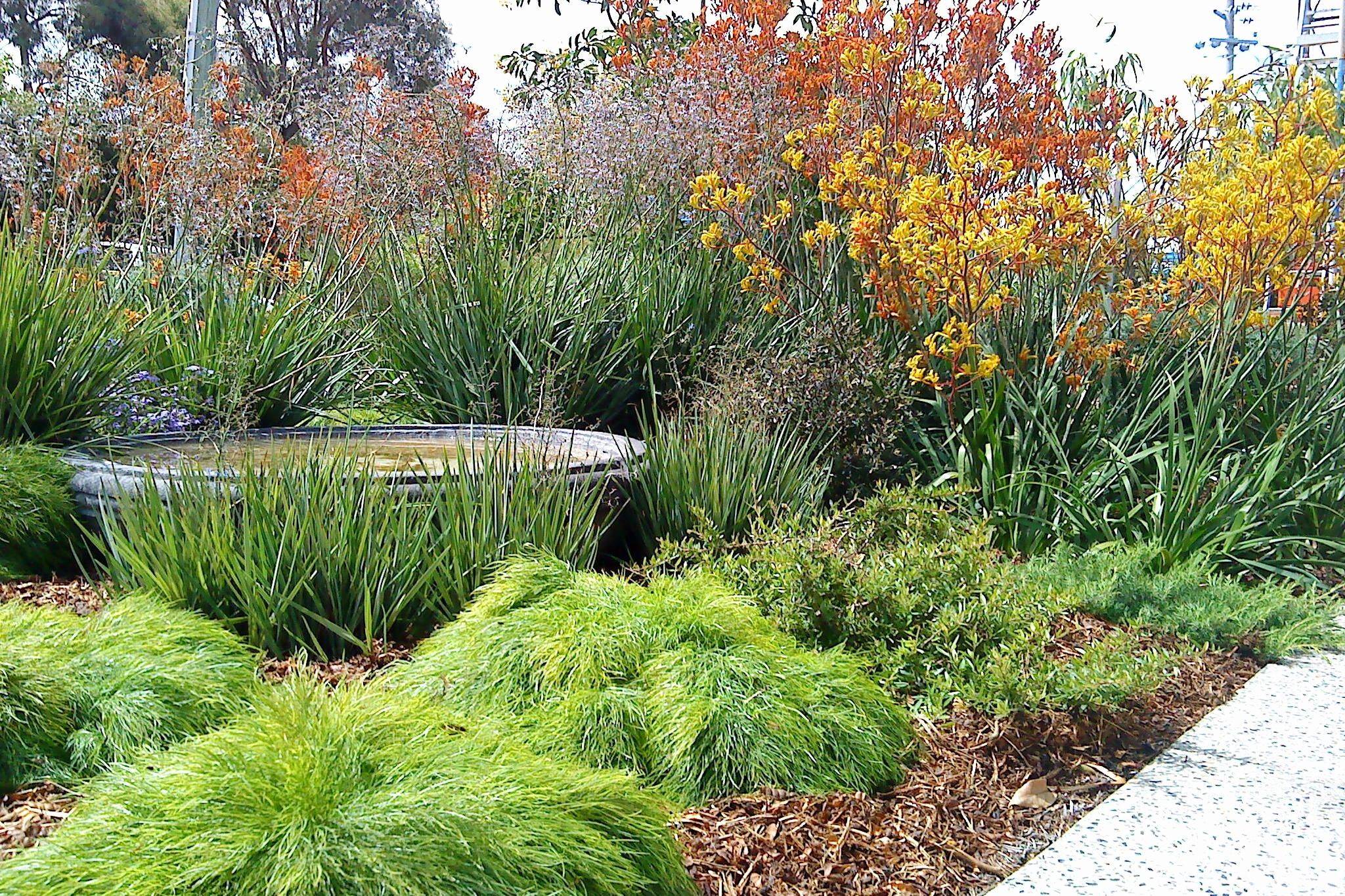 Australian Native Garden Design Ideas