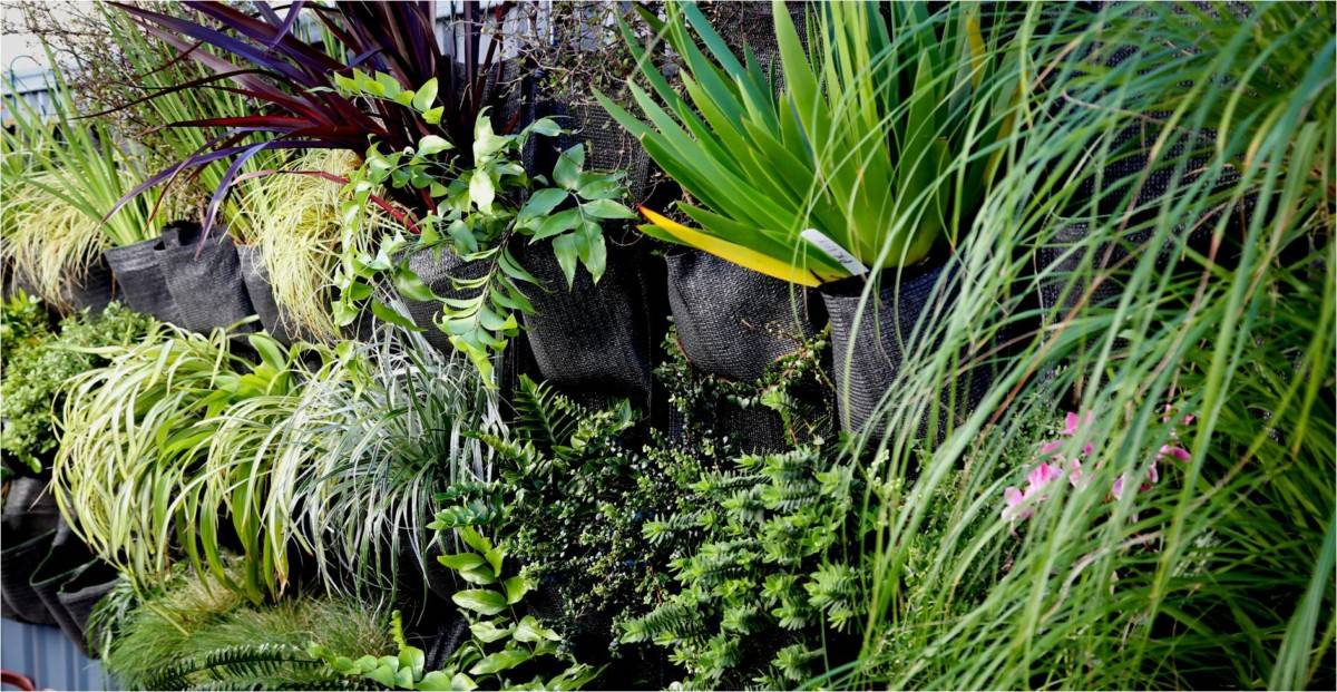Native Plant Landscape