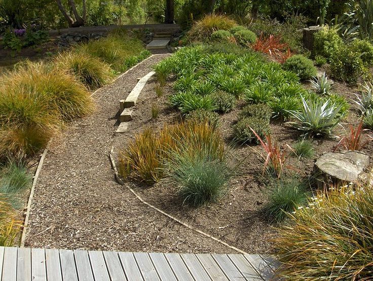 New Zealand Garden Design Echinops Garden Design