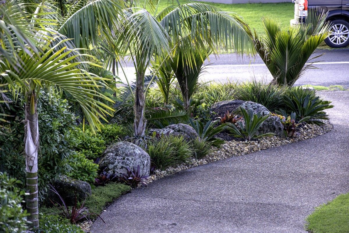 New Zealand Native Plants