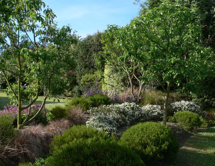 The Nz Native Plants