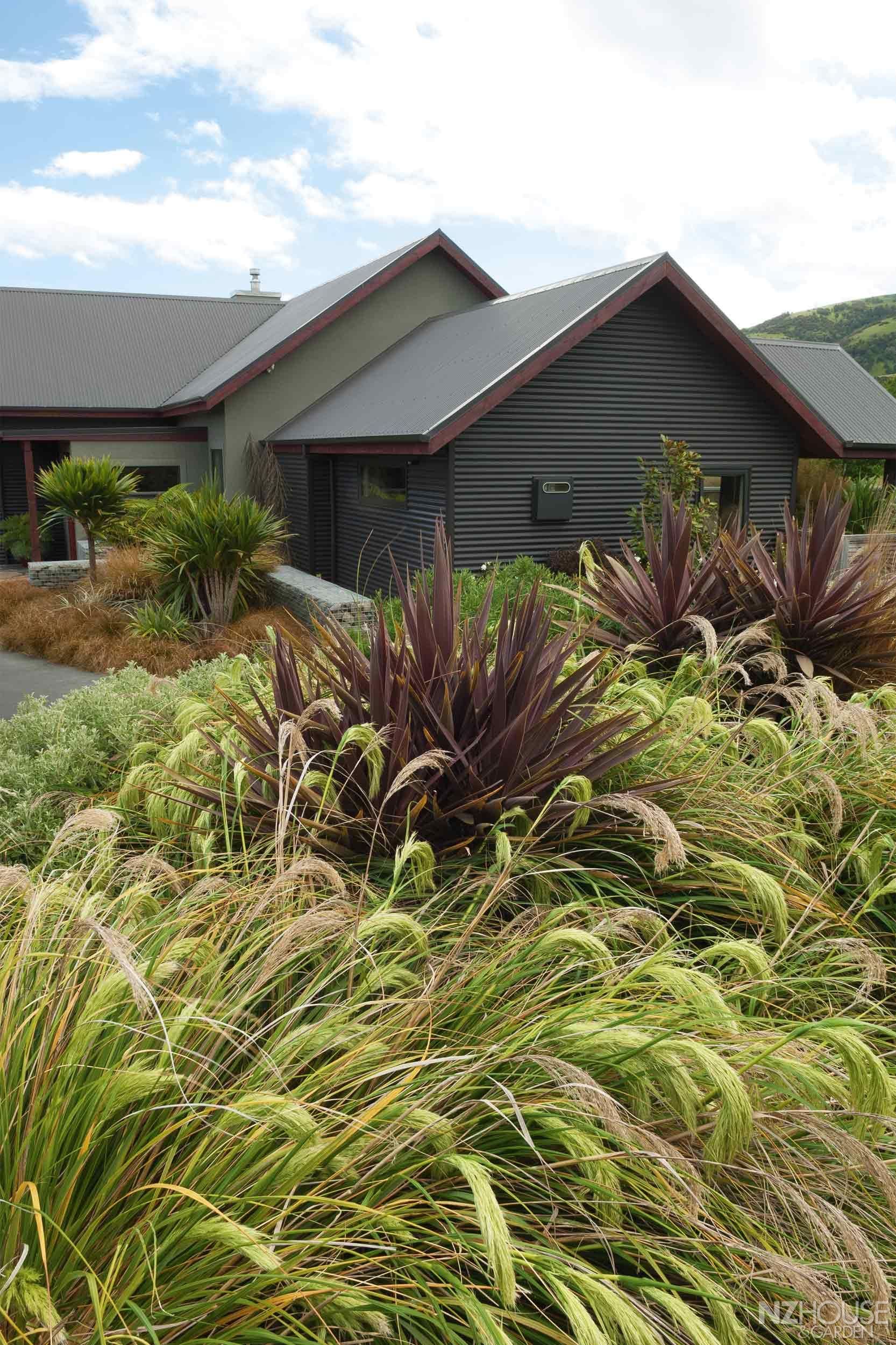 The Nz Native Plants