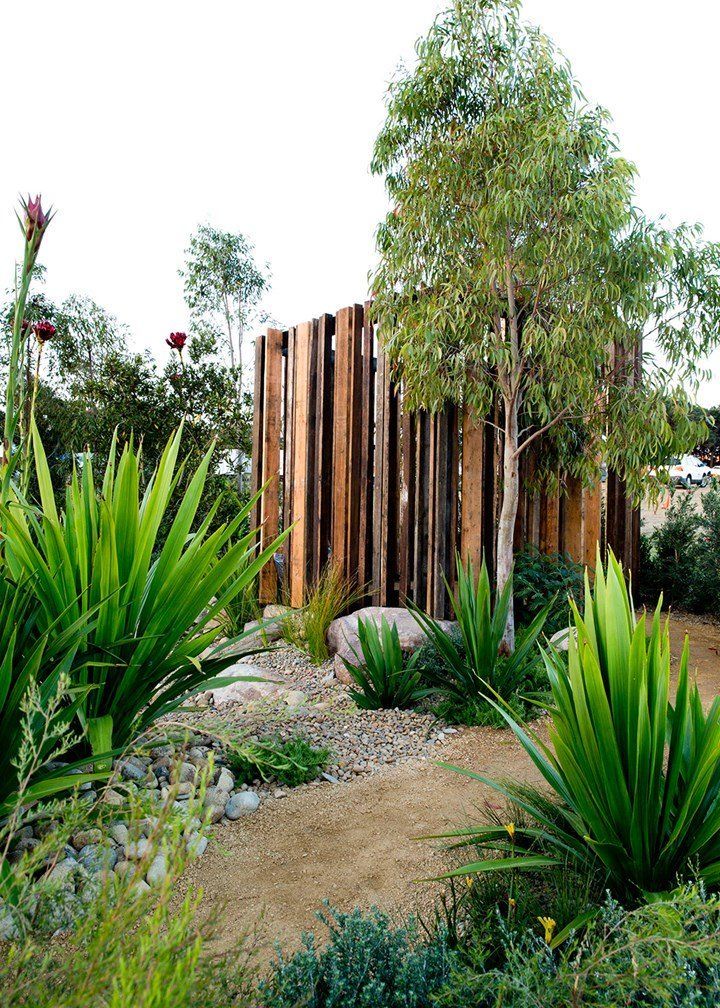 Grasstrees Australia
